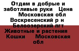 Отдам в добрые и заботливые руки › Цена ­ 1 - Московская обл., Воскресенский р-н, Белоозерский пгт Животные и растения » Кошки   . Московская обл.